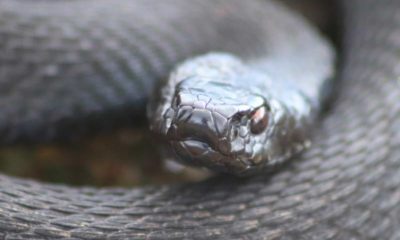 Sort hugorm på Møn Ulvshale