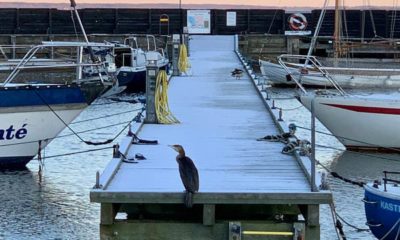 Stege havn med sne og en skarv på bro