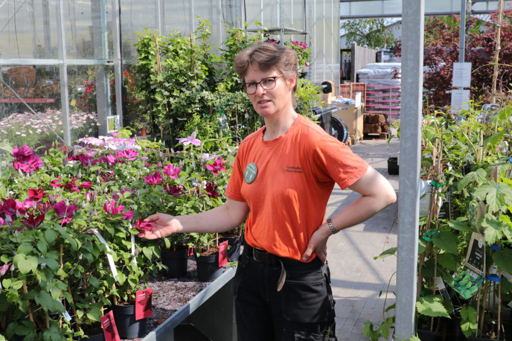 Flemmings Planteskole i Vordingborg med en dværg Gingo blomst