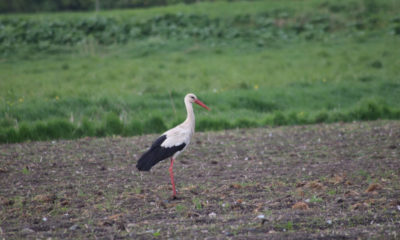 Storke på Møn i Ålebæk