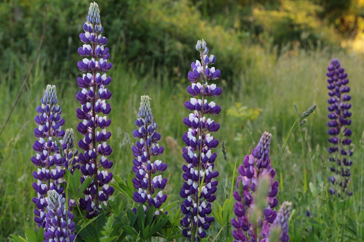 Kulsbjerg-øvelsesterræn-lupiner-blomster-IMG_5853