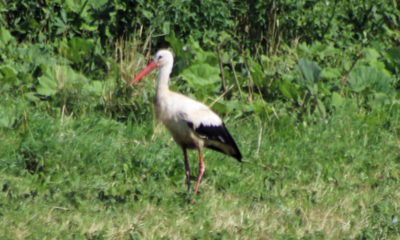 Hvid-stork-på-Møn-a.jpg-x