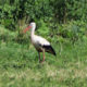 Hvid-stork-på-Møn-a.jpg-x
