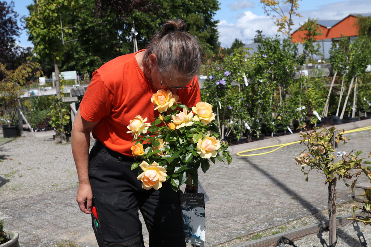 Bloemgaard Rolde Mange flotte roser hos Flemmings Planteskole – Vordingborg In
