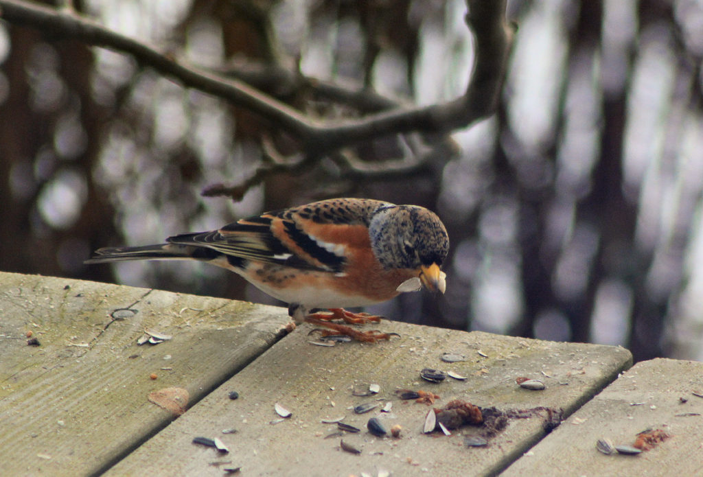 Hjælp havens fugle – Vordingborg In
