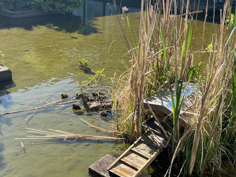 Ænder på gåsetårnsskolen i Vordingborg.