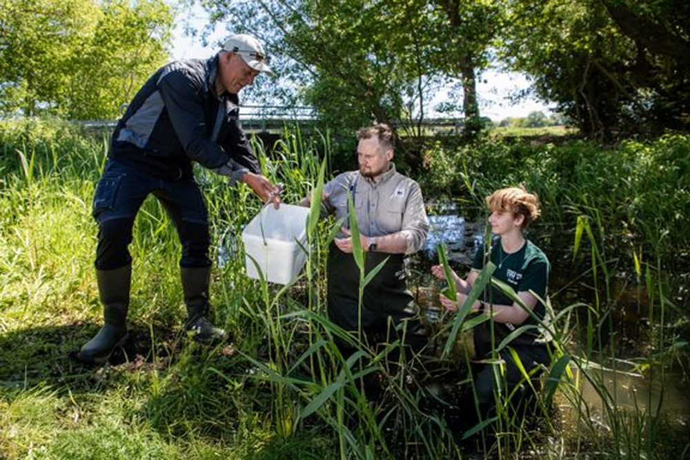 Geddeyngel sættes ud i Askeby Landkanal på Møn. Jonas Lysholdt Ejderskov/WWF Verdensnaturfonden
