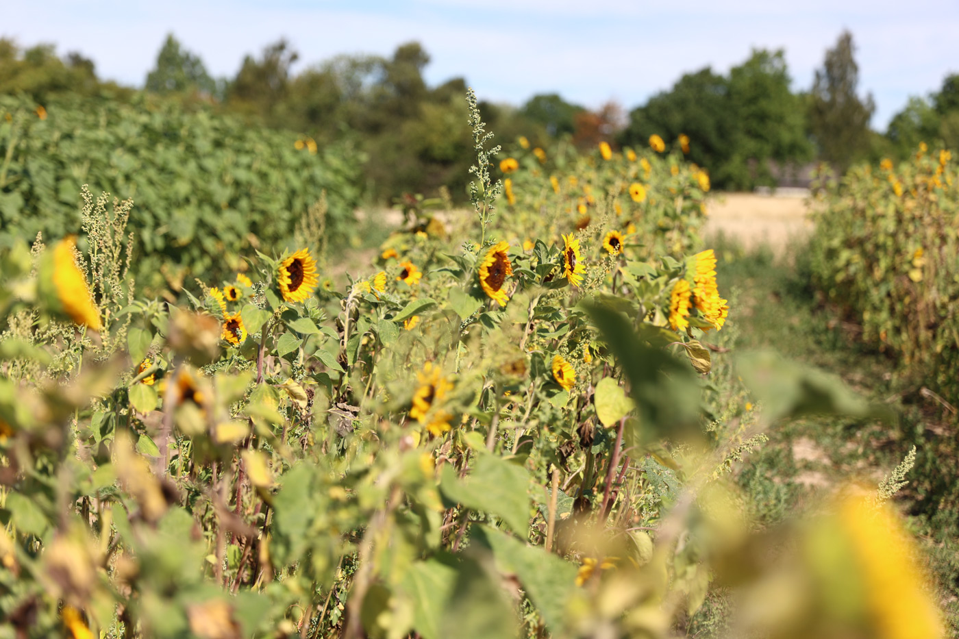 Solsikker Langebæk Pluk Selv Blomster